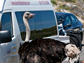 Roadside Ostrich, Cape Point, Table Mountain National Park, South Africa