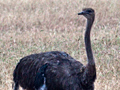 Common Ostrich, Velddrif, South Africa