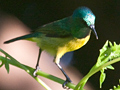 Collared Sunbird, South Africa