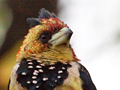 Crested Barbet, Kruger National Park, South Africa