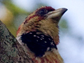 Crested Barbet, South Africa