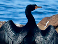 Crowned Cormorant, South Africa