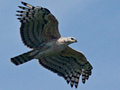 Crowned Eagle (Crowned Hawk-Eagle), South Africa