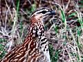 Crested Francolin, Kruger National Park, South Africa