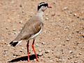 Crowned Lapwing (Crowned Plover), Kgomo Kgomo Floodplain, South Africa