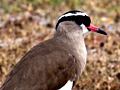 Crowned Lapwing (Crowned Plover), South Africa