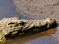 Nile Crocodile, Kruger National Park, South Africa