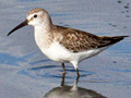 Curlew Sandpiper, South Africa