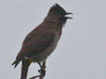 Dark-capped Bulbul (Common Bulbul), Kruger National Park, South Africa