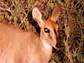 Common Duiker, Kruger National Park, South Africa