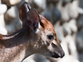 Red Duiker, South Africa