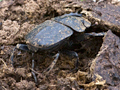 Dung Beetle, South Africa