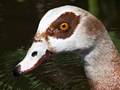 Egyptian Goose, South Africa