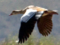 Egyptian Goose