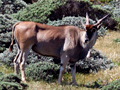 Common Eland, Cape Point, Table Mountain National Park, South Africa