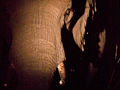 Elephant on a Night Drive in Kruger National Park, South Africa