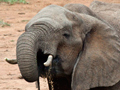 African Elephant, Kruger National Park, South Africa