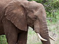 African Elephant, Kruger National Park, South Africa