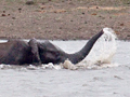 Bathing African Elephant, Kruger National Park, South Africa