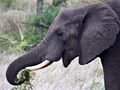 Browsing African Elephant, Kruger National Park, South Africa