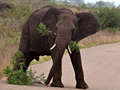 African Elephants on the Road, Kruger National Park, South Africa