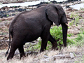 African Elephant, Kruger National Park, South Africa