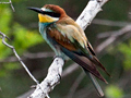 European Bee-eater, Kruger National Park, South Africa