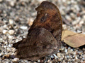 Evening Brown Butterfly, Kruger National Park, South Africa