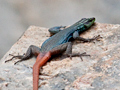 Flat Lizard Species, Drakensberg Escarpment, South Africa