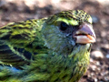 Forest Canary, South Africa