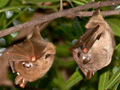 Fruit Bats, Kruger National Park, South Africa