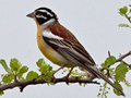 Golden-breasted Bunting, Kruger National Park, South Africa