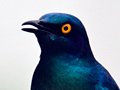 Greater Blue-eared Glossy-Starling (Greater Blue-eared Starling), South Africa