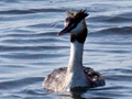 Great Crested Grebe, South Africa