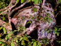 Small-spotted Genet, Kruger National Park, South Africa