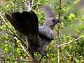 Grey Go-away-bird, Kruger National Park, South Africa