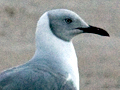 Grey-headed Gull (Gray-hooded Gull), South Africa