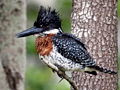 Giant Kingfisher, Kruger National Park, South Africa