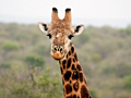 Giraffe, Kruger National Park, South Africa