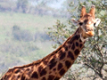 Giraffe, South Africa