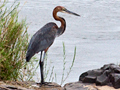 Goliath Heron, Kruger National Park, South Africa