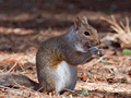 Gray Squirrel, South Africa