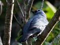 Grey Cuckooshrike, South Africa