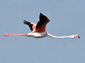 Greater Flamingo, South Africa