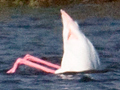 Greater Flamingo, South Africa