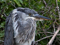 Juvenile Grey Heron, Kruger National Park, South Africa