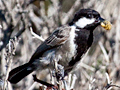 Grey Tit, West Coast National Park, South Africa