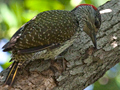 Golden-tailed Woodpecker, South Africa