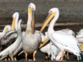 Great White Pelican, South Africa