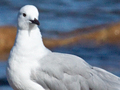 Hartlaub's Gull, South Africa